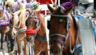 خشم عمومی نسبت به آزار و اذیت یک اسب در نیویورک