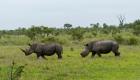 الصيد الجائر يهدد وحيد القرن.. محمية عالمية تفقد 351 في عامين