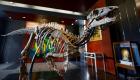 ویدئو | اسکلت ۱۵۰ میلیون ساله یک دایناسور کوچک در حراجی فروخته می‌شود