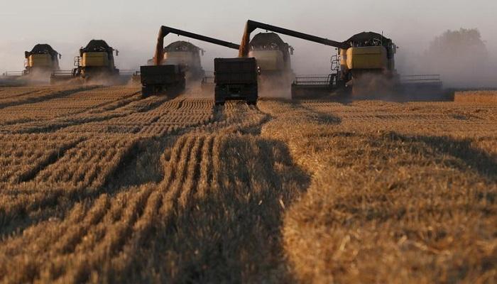 جني محصول القمح في روسيا - رويترز