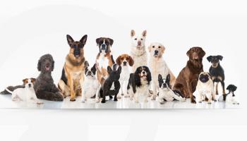Le top 10 des races de chiens les plus intelligents... Selon la science