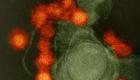 كيف تصبح الخلايا البشرية مصانع لفيروس زيكا؟