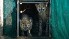 عودة الفهود إلى الهند بعد غياب دام 70 عاما