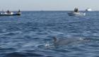 Océan : Une nouvelle baleine s'échoue sur une plage du Finistère