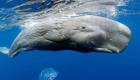 Avustralya sahilinde karaya vuran 14 kaşalot balinası öldü