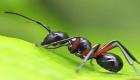عدد النمل في العالم.. دراسة تكشف سرا حيّر كثيرين