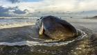 Avustralya'nın Tazmanya adasında karaya vuran 14 balina öldü 