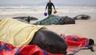 منقذون يسابقون الزمن لإنقاذ الحيتان الطيارة الجانحة (صور)