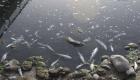 Bingöl'de balık ölümleri iddiası üzerine inceleme başlatıldı
