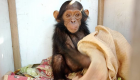دزدهای سه شامپانزه برای آزادی آنها باج شش رقمی خواستند