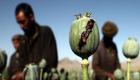 افغانستان | بیش از ۱۰۰ هکتار از مزارع مواد مخدر در سرپل نابود شد
