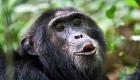 «فانا»، پیرترین شامپانزه گینه مرد