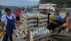 Kastamonu'da balıkçılar palamudu ücretsiz dağıttı