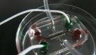 علماء يابانيون يكشفون آلية غزو كورونا للأوعية الدموية