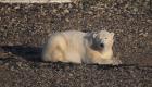 تغير المناخ يهدد الدببة القطبية بالانقراض