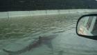 بعد الإعصار إيان.. سمكة قرش تسبح في شوارع فلوريدا (فيديو)