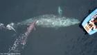 شکار تصاویر زیبا از لحظه تولد نوزاد نهنگ! (+ویدئو)