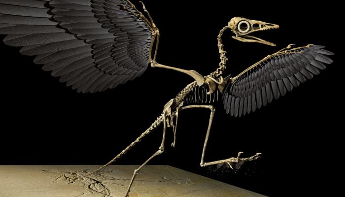 Un fossile hybride entre un oiseau et un dinosaure découvert en Chine