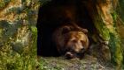En vidéo..USA: Un ours géant hiberné découvert sous une terrasse d’une famille américaine 