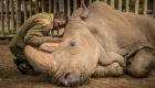 وحيد القرن.. قصة "صورة حزينة" عمرها 5 سنوات شغلت الآلاف 