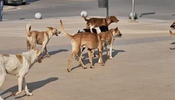 انتشار الكلاب الضالة يمثل مشكلة ببعض مناطق مصر