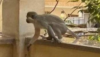 صورة للقرد شمشوم وهو يقفز بين المنازل