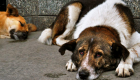 Sokak hayvanları öldürülmeye devam ediyor! Elazığ’da 10 sokak köpeği katledildi!