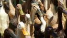 En video..Afrique du sud : une armée de canards protège un vignoble des nuisibles