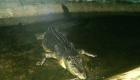بزرگ‌ترین تمساح جهان نامش در گینس ثبت شد