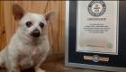 نام مسن‌ترین سگ جهان وارد کتاب رکوردهای گینس شد