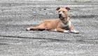 Tarihte bir ilk: Tüfeğin tetiğine basan köpek sahibini öldürdü