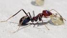 توانایی شگرف مورچه‌ها در تشخیص سلول‌های سرطانی!