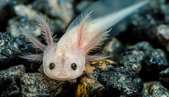 Mexique : Ce musée met en lumière la salamandre Axolotl en voie de disparition