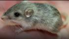 نام پیرترین موش جهان در مسیر ثبت در «گینس» 