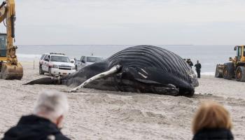 Une baleine à bosse s'échoue sur une plage de New York 