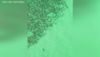 Moment époustouflant : un requin poursuit des raies pastenagues au large des côtes de Floride (Vidéo)