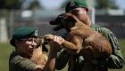 مهام عسكرية بالمكسيك.. كيف تدرب كلبا من الولادة إلى الاحتراف؟