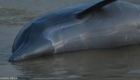 مرگ دسته‌جمعی ۱۰۰ دلفین به دلیل تغییرات آب‌و‌هوایی