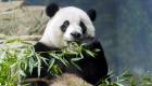 الصين وأمريكا.. التوتر يهدد "دبلوماسية الباندا"