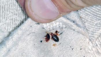 بق الفراش - صورة أرشيفية