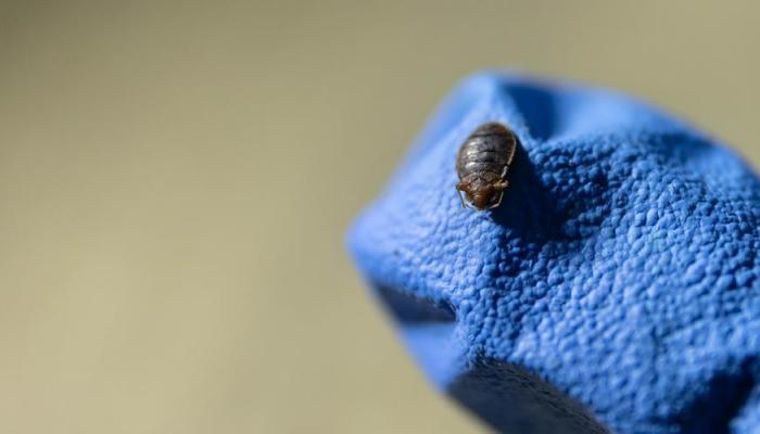 Punaises de lit : comment reconnaître l'insecte public n°1 dans nos matelas  ?