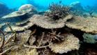 45 ülke, mercan resiflerini kurtarmak için iklim değişikliğine meydan okuyor