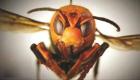 زنبورهای «خون‌خوار» دانشمندان را به وحشت انداختند