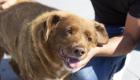 «بوبی»؛ پیرترین سگ جهان در سن ۳۱ سالگی درگذشت