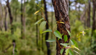 ویدئو | درختان وقوع خطر را به یکدیگر اطلاع می‌دهند!