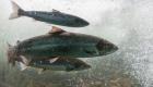 تبريد الأنهار صناعياً.. هل يحمي الأسماك من تغير المناخ؟
