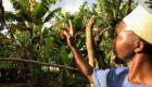 60 عاما من تغير المناخ.. أشجار الموز في جزر القمر تروي «القصة الحزينة»