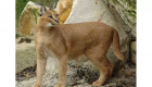 گونه نادر و خاصی از گربه در اصفهان شناسایی شد