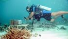 BAE'den mercan resiflerini koruma konusunda öncü adımlar