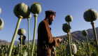 کاهش  ۹۵ درصدی کشت خشخاش در افغانستان